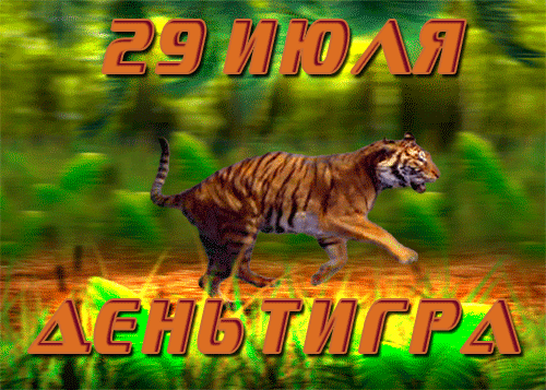 гифки на Международный день тигра